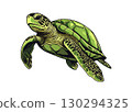 Green Sea Turtle on a White Background. 130294325