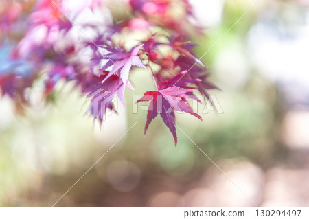 Red maple leaves Red maple leaves 130294497