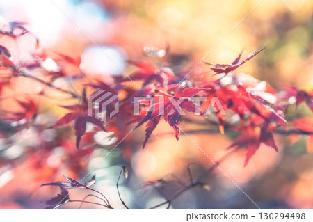 Bright autumn leaves 130294498