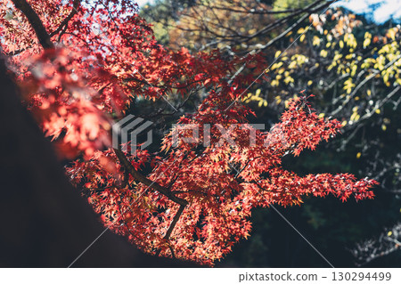 改變葉子的Momiji 130294499