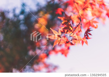 鮮紅的秋葉 130294505