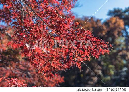 鮮紅的秋葉 130294508
