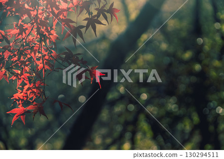 光照亮的秋葉 130294511