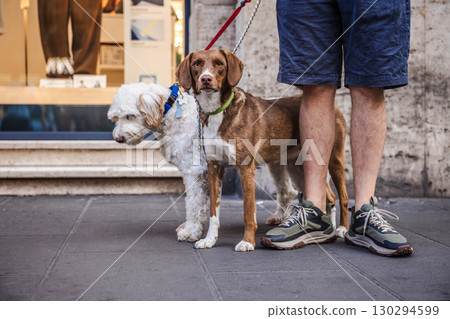 Two dogs on leashes standing next to their owner in Rome, a Brittany Spaniel with brown and white coat and a white Lagotto Romagnolo, urban street scene 130294599