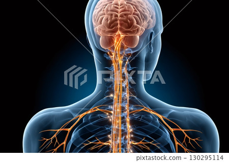 Human nervous system showing brain and spinal cord 130295114