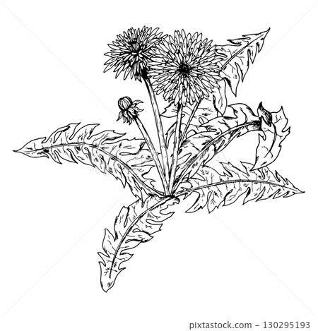 Hand drawn vector illustration of dandelion Taraxacum officinale plant with serrated leaves, stems, buds and flower heads in ink engraving style, ideal for herbal packaging, labels, logos, printmaking Hand drawn vector illustration of dandelion Taraxacum officinale plant with serrated leaves, stems, buds and flower heads in ink engraving style, ideal for herbal packaging, labels, logos, printmaking 130295193