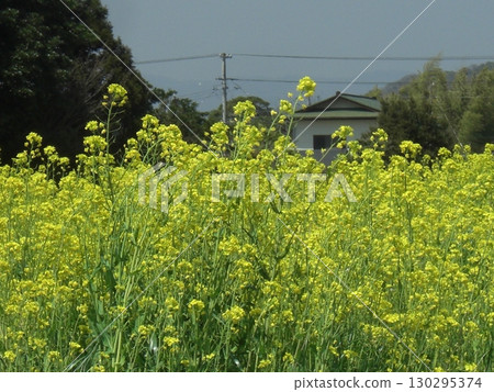 Rape blossom blur background-1 Rape blossom blur background-1 130295374