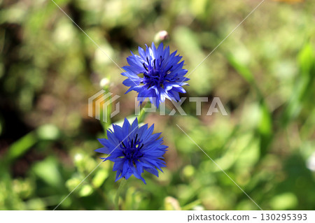 Two garden blue cornflowers in the shade on a sunny summer day Two garden blue cornflowers in the shade on a sunny summer day 130295393