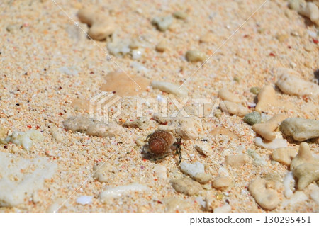 Hermit crab washed up on the beach Hermit crab washed up on the beach 130295451
