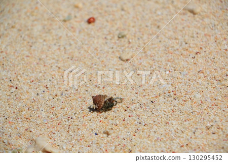 Hermit crab washed up on the beach Hermit crab washed up on the beach 130295452
