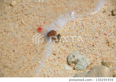 Hermit crab washed up on the beach Hermit crab washed up on the beach 130295459