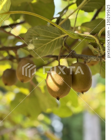 在樹的獼猴桃果子 130295625