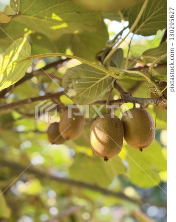 在樹的獼猴桃果子 130295627