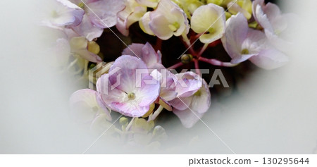 Hydrangea center focus close-up 2 Hydrangea center focus close-up 2 130295644