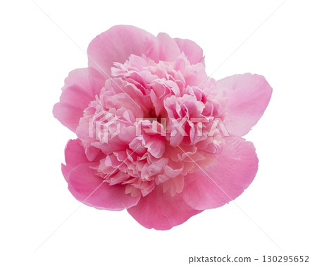 Pink peony spring flower isolated on transparent background. Close up for Nature design 130295652