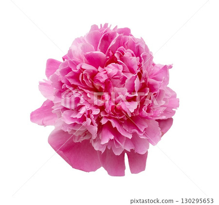 Pink peony spring flower isolated on transparent background. Close up for design 130295653
