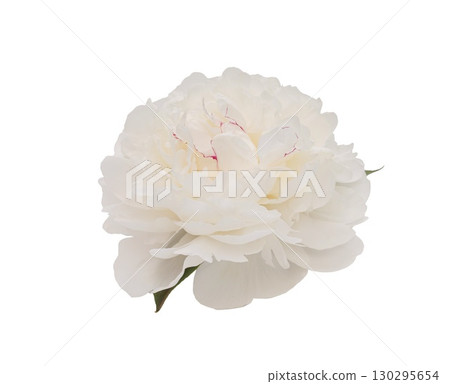 White peony spring flower isolated on transparent background. Close up nature for design 130295654