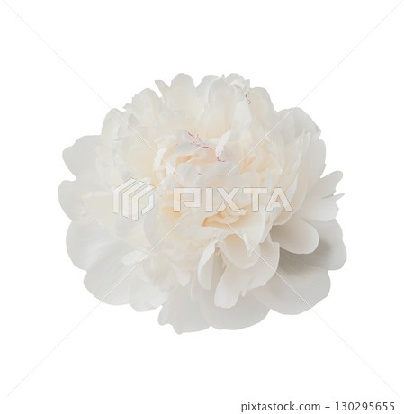 Delicate white peony summer flower isolated on transparent background. Close up for design. Nature 130295655
