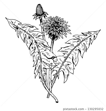 Hand drawn vector illustration of dandelion with one open flower, a closed bud and jagged leaves in ink engraving style, ideal for herbal labels, tea packaging, apothecary branding, stationery, crafts 130295832