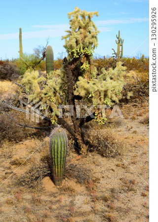 Cholla cactus, Sonora Desert, Mid Spring Cholla cactus, Sonora Desert, Mid Spring 130295926