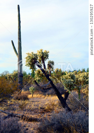 Landscape Sunny Day Sonoran Desert Arizona Landscape Sunny Day Sonoran Desert Arizona 130295927