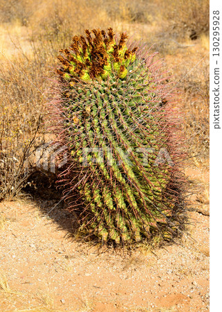 Arizona Barrel Cactus Sonora Desert Arizona Arizona Barrel Cactus Sonora Desert Arizona 130295928