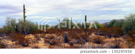Winter San Tan Mountains Sonoran Desert Arizona Winter San Tan Mountains Sonoran Desert Arizona 130295930
