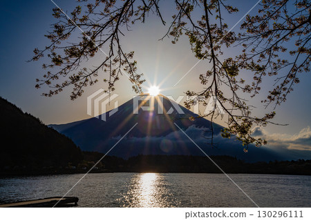 Lake Tanuki (Shizuoka Prefecture) Cherry blossoms along the lakeside and Diamond Fuji Lake Tanuki (Shizuoka Prefecture) Cherry blossoms along the lakeside and Diamond Fuji 130296111