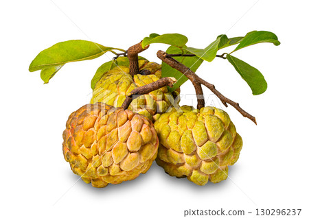 Closeup group of ripe sweet custard apple fruits with stalk and green leaves isolated on white background. 130296237