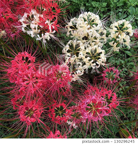 Red and white spider lilies_01 130296245