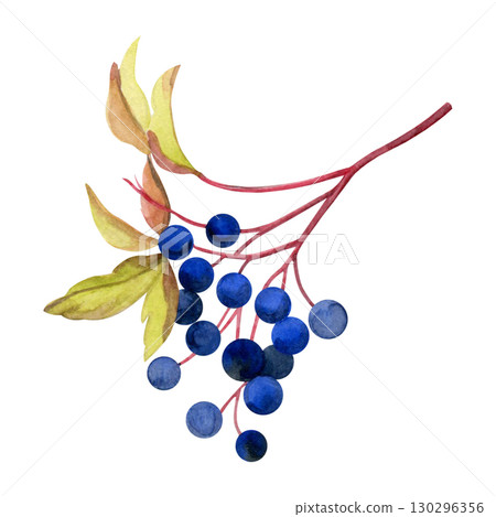 Bunch of wild grapes. Hand pained watercolor of berries with leaves. Good for postcards, recipes, menu, invitations, greeting cards Bunch of wild grapes. Hand pained watercolor of berries with leaves. Good for postcards, recipes, menu, invitations, greeting cards 130296356