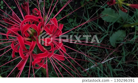 紅蜘蛛百合_02 紅蜘蛛百合_02 130296391