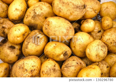 Potatoes, potato digging, potato digging, harvest 130296780