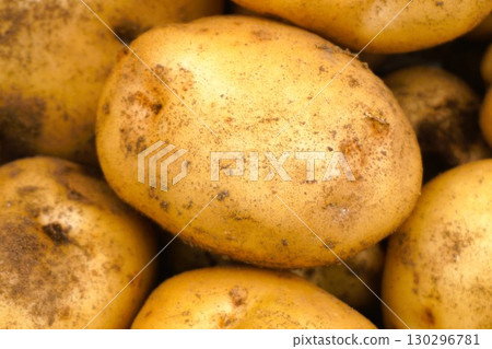 Potatoes, potato digging, potato digging, harvest 130296781