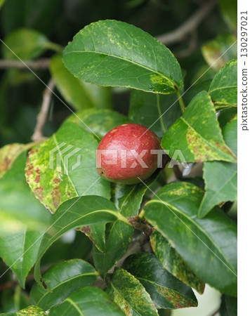 Camellia seeds (raw material for camellia oil) Camellia seeds (raw material for camellia oil) 130297021