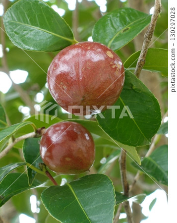 Camellia seeds (raw material for camellia oil) Camellia seeds (raw material for camellia oil) 130297028