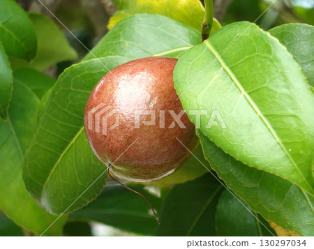 山茶籽(山茶油的原料) 山茶籽(山茶油的原料) 130297034