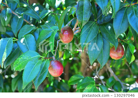 Camellia seeds (raw material for camellia oil) Camellia seeds (raw material for camellia oil) 130297046