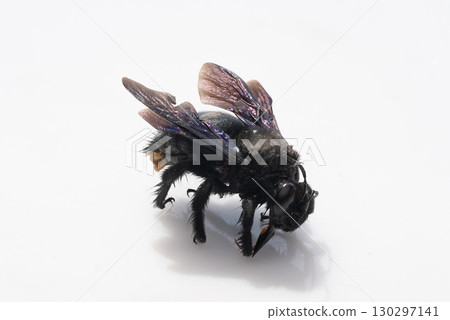 Close-up of Black Carpenter Bee with Pollen on Legs, Isolated on White Background, Detailed Insect Photography, Shiny Texture. Close-up of Black Carpenter Bee with Pollen on Legs, Isolated on White Background, Detailed Insect Photography, Shiny Texture. 130297141