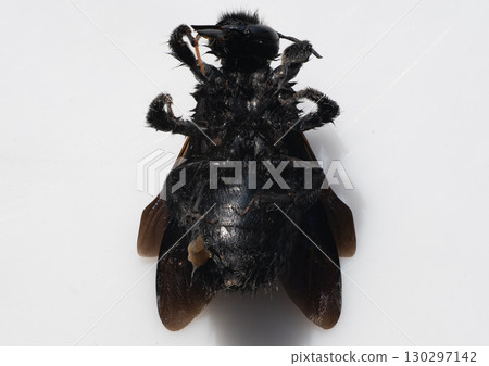 Black Carpenter Bee Dorsal View, Detailed Insect Photography, Hairy Body Texture, Dark Wings, Specimen Study, Macro Shot, White Background. Black Carpenter Bee Dorsal View, Detailed Insect Photography, Hairy Body Texture, Dark Wings, Specimen Study, Macro Shot, White Background. 130297142