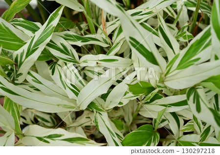 Alpinia globosa (Zingiberaceae) 130297218