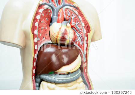 Human model anatomy for medical training course, teaching medicine education. 130297243