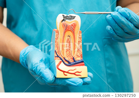 Asian dentist holding dental implant, artificial tooth roots into jaw, root canal of dental treatment, gum disease, teeth model for dentist. Asian dentist holding dental implant, artificial tooth roots into jaw, root canal of dental treatment, gum disease, teeth model for dentist. 130297250