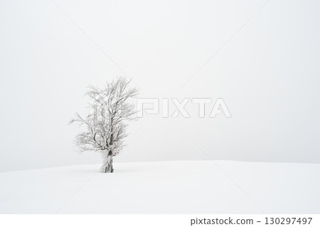 Lone Frosted Beech Tree On Snowy Foggy Meadow 130297497