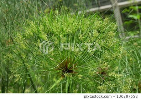 Cyperus serrata (Cyperaceae) 130297558