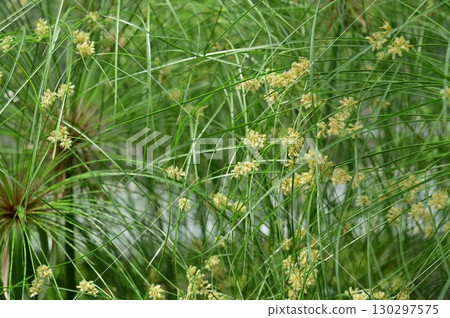 莎草(莎草科) 莎草(莎草科) 130297575