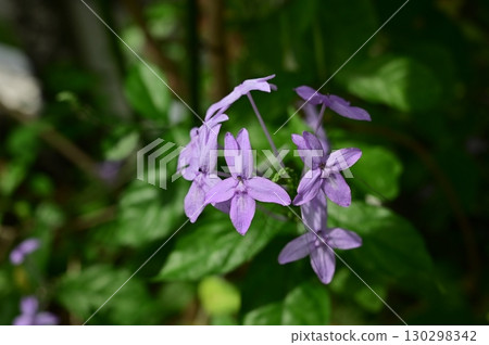 Pseuderanthemum grachiliflorum (Acanthaceae) 130298342
