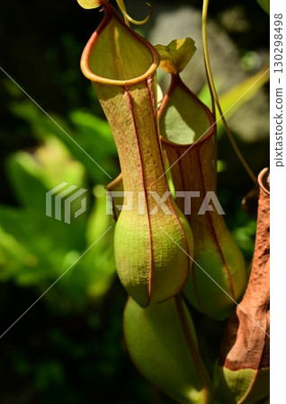 翅狀豬籠草（豬籠草） 130298498