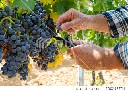 Cannonau grapes. Agronomist measures the level of sugars in grapes with the refractometer. Agriculture. Cannonau grapes. Agronomist measures the level of sugars in grapes with the refractometer. Agriculture. 130298754