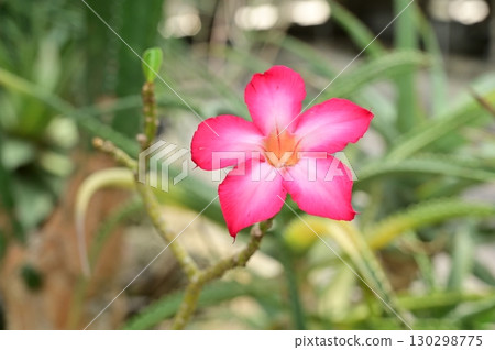 Adenium obesum (Apocynaceae) Desert Rose 130298775
